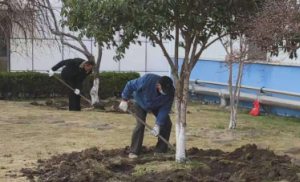 昆山園林綠化養(yǎng)護(hù)管理：介紹常綠草坪的性質(zhì)與養(yǎng)護(hù)